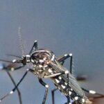 La Zanzara Tigre Asiatica Si Diffonde In Alto Adige: Rischi E Strategie Di Prevenzione Contro Le Punture