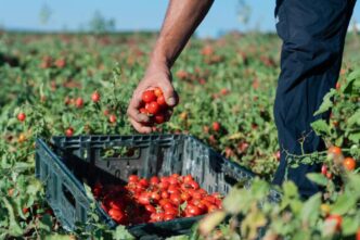 Latina Si Prepara Ad Agriolazi