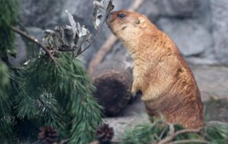 Le Marmotte Delle Alpi Si Spos