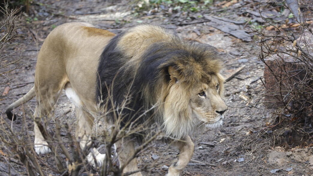 Leone Fugge Da Parco Divertime