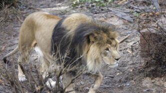 Leone Fugge Da Parco Divertime