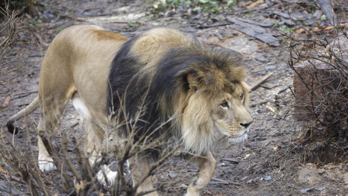 Leone Fugge Da Parco Divertime