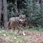 Lupo Aggredisce Gatto Domestico In Provincia Di Fano: Allarme Tra I Residenti Di Belgatto