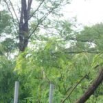 Maltempo A Pesaro-Urbino: Albero Cade, Intervengono Subito Per Riaprire Le Strade Provinciali