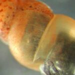 Mollusco Invasivo Nel Sistema Acquedottistico Di Trieste: La Chiocciola Di Fango Neozelandese Mette A Rischio L’ecosistema Locale