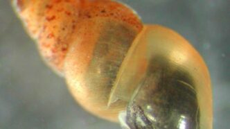 Mollusco Invasivo Nel Sistema
