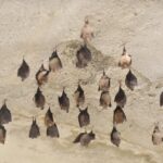 Monitoraggio E Tutela Della Colonia Di Pipistrelli Nella Centrale Idroelettrica Di Tel In Alto Adige