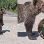 Motociclista Italiano Ucciso Da Orso Nei Boschi Della Transfăgărășan In Romania Durante Un Tour In Moto