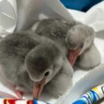 Nascita Di Due Fenicotteri Minori A Zoomarine Torvaianica Nel Ventesimo Anniversario Del Parco