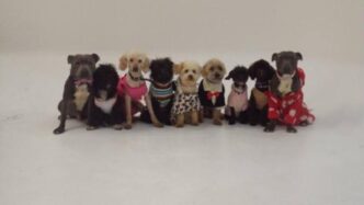Nel 2023 In Italia Tre Cani Al