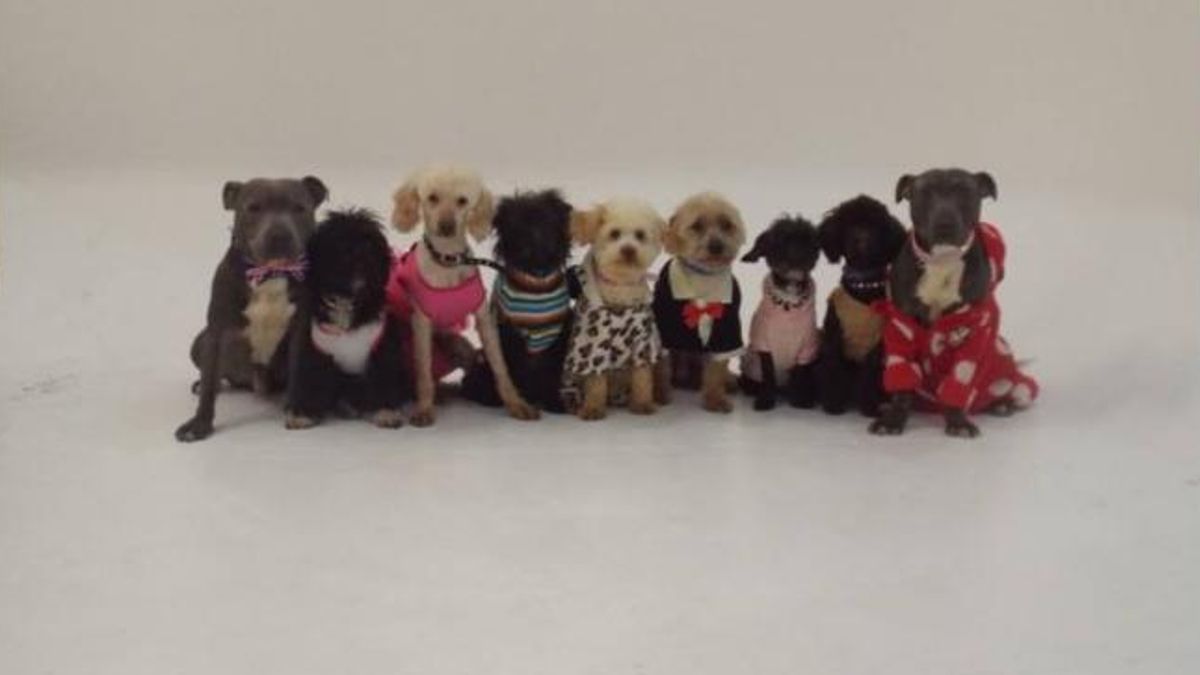 Nel 2023 In Italia Tre Cani Al