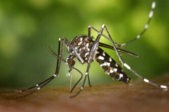 Nessuna Psicosi Per West Nile