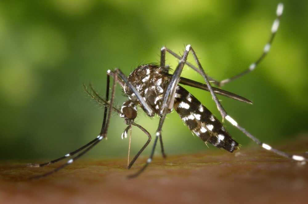 Nessuna Psicosi Per West Nile