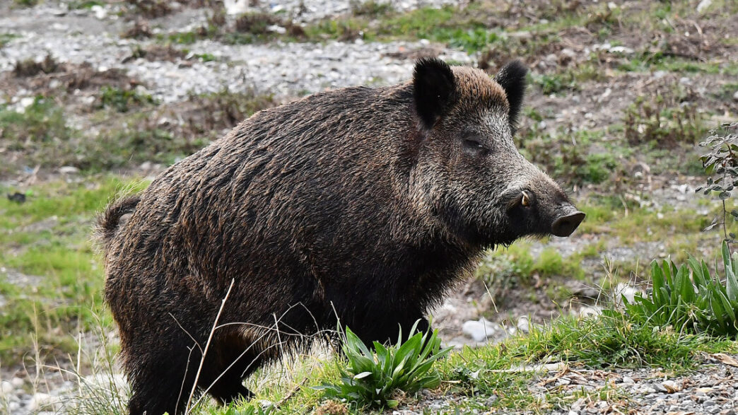 Nuove Positivitc3A0 Alla Peste Su
