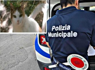Oltre 30 Gatti Salvati In Cond