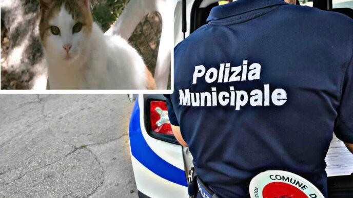 Oltre 30 Gatti Salvati In Cond