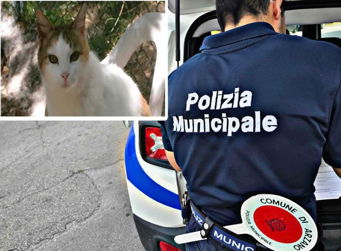Oltre 30 Gatti Salvati In Cond