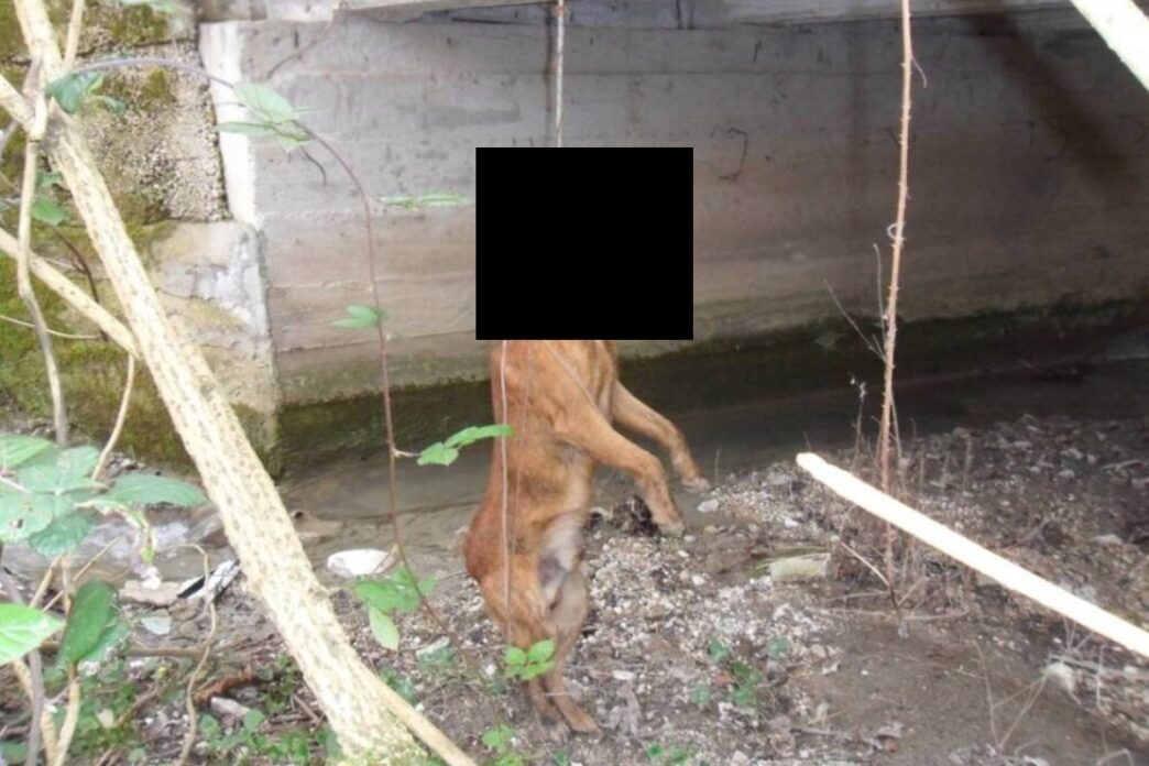 Orrore A Capoterra2C Cane Randa
