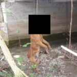 Orrore A Capoterra, Cane Randagio Trovato Impiccato: Denuncia E Taglia Per I Responsabili