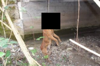 Orrore A Capoterra2C Cane Randa