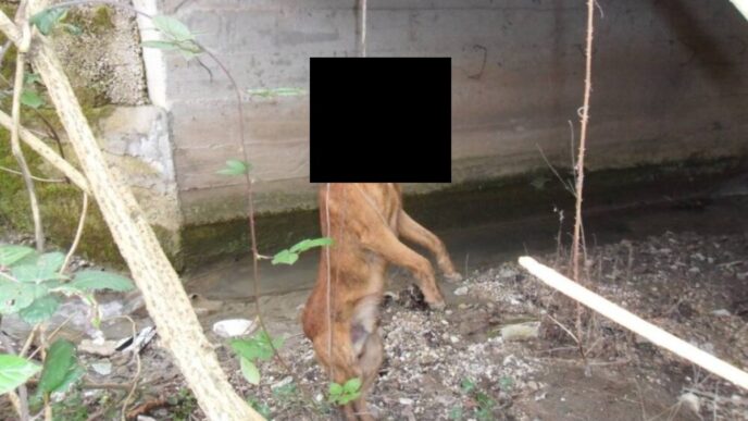 Orrore A Capoterra2C Cane Randa