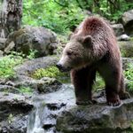 Orso Abbattuto Nel Parco Nazionale Di Yellowstone Dopo Danni A Campeggio E Ricerca Di Cibo Umano
