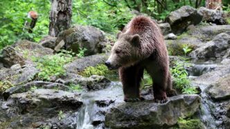 Orso Abbattuto Nel Parco Nazio