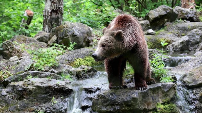 Orso Abbattuto Nel Parco Nazio