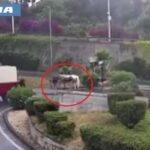 Polizia Di Catania Denuncia Proprietario Per Sparizione Cavallo Ferito In Corsa Clandestina