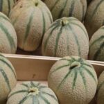 Prezzi Più Bassi Per Meloni, Angurie E Ortaggi Con Il Caldo Che Frena Le Produzioni Estive