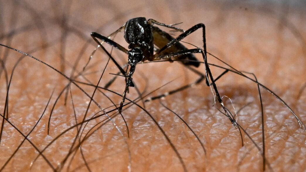 Primo Caso Di Dengue Segnalato