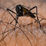 Primo Caso Di Dengue Segnalato A Staranzano: Attivati Interventi Di Controllo E Prevenzione Nel 2025