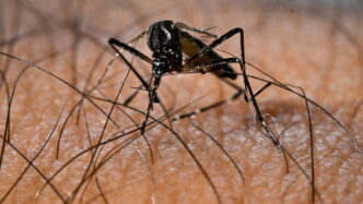 Primo Caso Di Dengue Segnalato