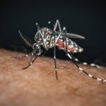 Primo Caso Importato Di Chikungunya Nel Comune Di Bentivoglio, Bologna