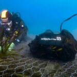 Progetto Green Sea Rinasce La Posidonia Oceanica Nelle Cinque Terre Per Tutelare La Biodiversità Marina