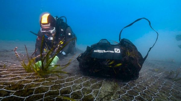 Progetto Green Sea Rinasce La