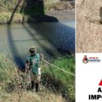 Psicosi A Ladispoli Per La Segnalazione Di Un Alligatore Nel Fiume Sanguinara
