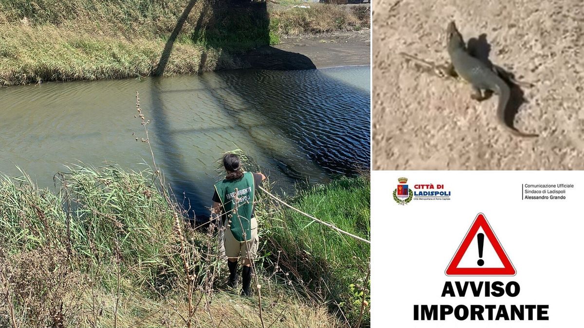 Psicosi A Ladispoli Per La Seg