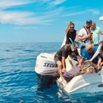 Quattro Tartarughe Caretta Caretta Rimesse In Libertà Nel Mare Di Sant’Angelo, Ischia