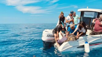 Quattro Tartarughe Caretta Car