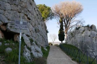Radici In Aria A Norma3A Raccon
