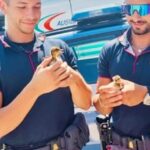 Rallentamenti Sull’Autostrada Torino-Savona Per Un Trenino Di Anatroccoli Salvati Dalla Polizia Stradale