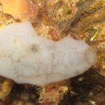 Scoperta Di Una Nuova Specie Di Ascidia Mobile Nel Golfo Di Napoli Cambia Le Carte In Tavola Sulla Biologia Marina