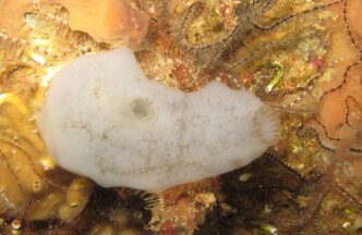 Scoperta Di Una Nuova Specie D 1