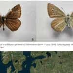 Scoperta Di Una Nuova Specie Di Farfalla Nel Parco Nazionale Dell’Appennino Lucano-Val D’Agri-Lagonegrese