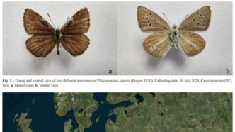 Scoperta Di Una Nuova Specie D