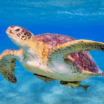 Fiumicino Evento Raro: Nido Di Caretta Caretta Trovato A Pochi Metri Dalla Riva