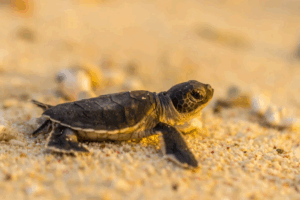 Tartarughe a Latina, il miracolo della natura si ripete: nido sorvegliato e atteso evento di schiusa