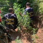 Sequestrate Due Piantagioni Di Cannabis Indica Nei Monti Lattari Nel Comune Di Casola Di Napoli