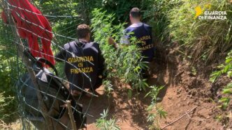 Sequestrate Due Piantagioni Di